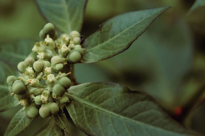 Close-up of flowering plant