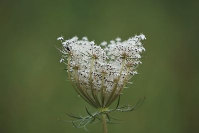 Close-up of white flowers