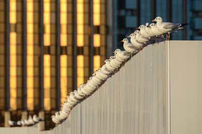 Seagulls perching on wall