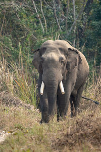 Elephant walking in a forest