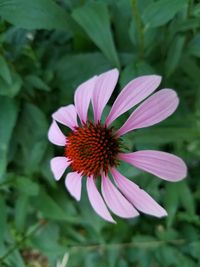 Close-up of purple coneflower blooming outdoors