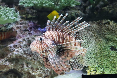 Close-up of fish swimming in sea