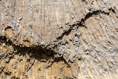 Full frame shot of tree trunk