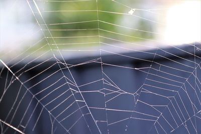 Close-up of spider web
