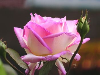 Close-up of purple rose blooming outdoors