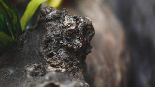 Close-up of tree trunk