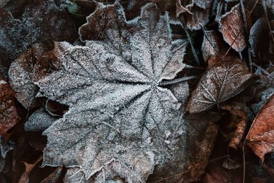 Full frame shot of frost on fallen leaves