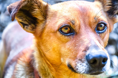 Close-up portrait of dog