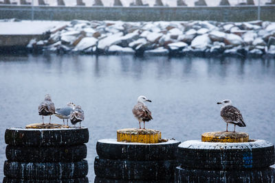 View of birds perching on snow