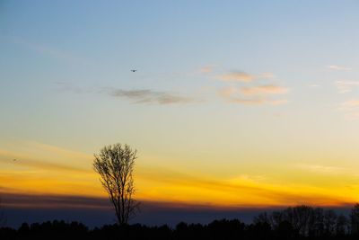 Low angle view of silhouette tree against sky during sunset