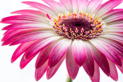 Close-up of pink daisy flower