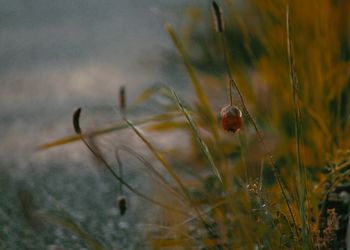 Close-up of red flowering plant on field