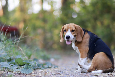 Portrait of dog looking away