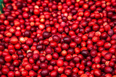 Ripe cranberries for background. red cranberries. fresh organic fruits background. cranberries 