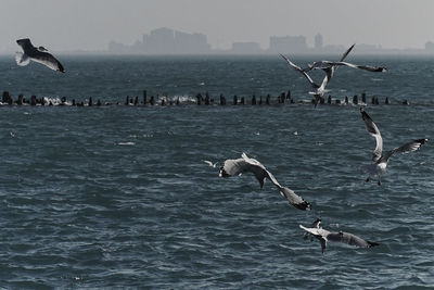 Seagulls flying over sea