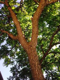 Low angle view of trees