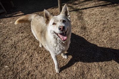 High angle portrait of dog with mouth on floor