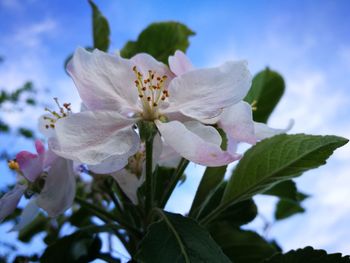 Close-up of fresh white flower blooming against sky