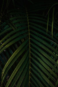 Full frame shot of palm leaves