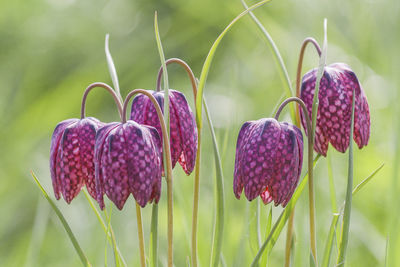 Close-up of flowers