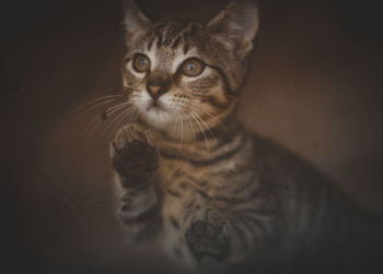 Close-up portrait of a cat