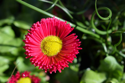 Close-up of red flower