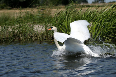 Swan swimming in lake