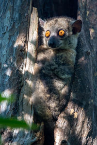 Portrait of cat on tree trunk