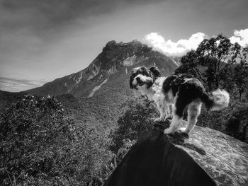 Dog standing on mountain against sky