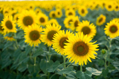 Sunflower field