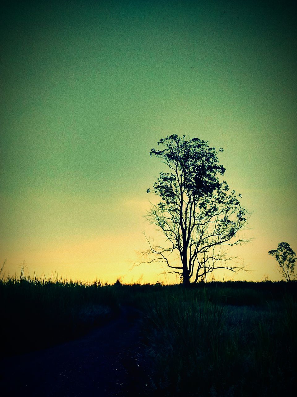 silhouette, sunset, landscape, tranquility, tranquil scene, field, scenics, beauty in nature, nature, tree, copy space, clear sky, bare tree, sky, horizon over land, growth, solitude, idyllic, rural scene, remote