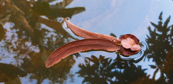 High angle view of leaf floating on lake