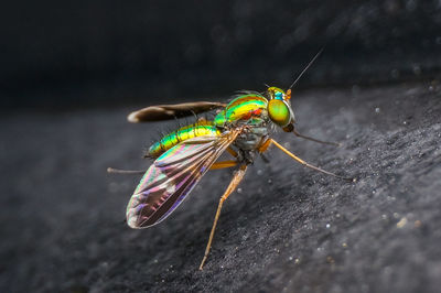 Close-up of insect