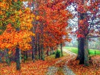 Trees in forest during autumn