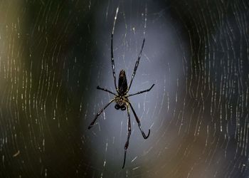 Close-up of spider on web