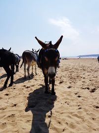 Horse standing on beach