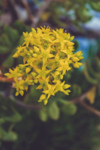 Close-up of yellow flowers