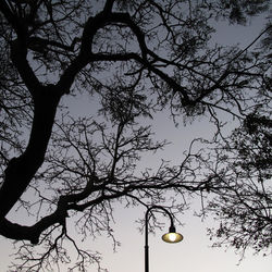 Low angle view of bare tree against sky