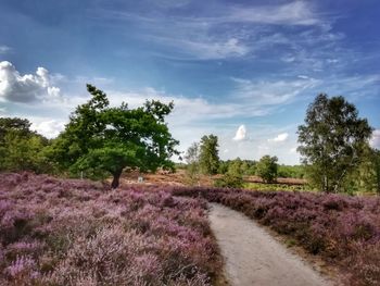 Scenic view of flowering trees on field against sky