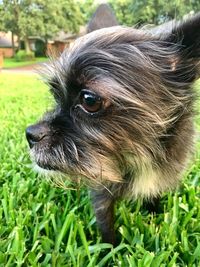 Close-up of dog