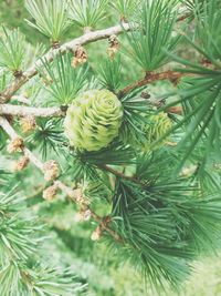 Close-up of pine cones on tree