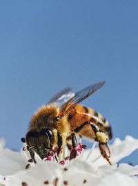 Bumblebee on flower