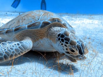 Close-up of a turtle