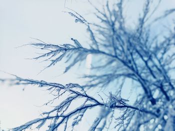 Close-up of bare tree against sky during winter