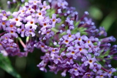 Close-up of purple flowering plant