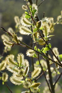 Close-up of flowering plant
