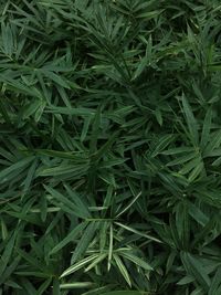High angle view of green plants on field