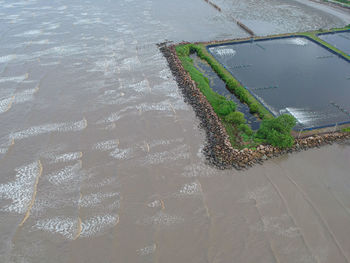 High angle view of plant on beach