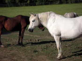 Horses standing in ranch