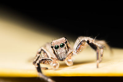 Close-up of spider